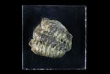 Bargain, Geesops Trilobite - Vireux-Molhain, France #137474-1